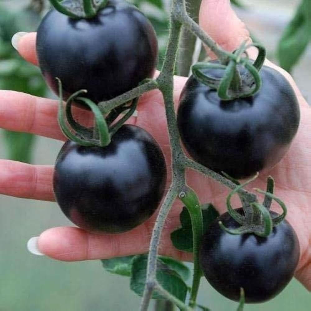 Black tomato grown from organic and conventional seeds with dark purple skin and rich flavor