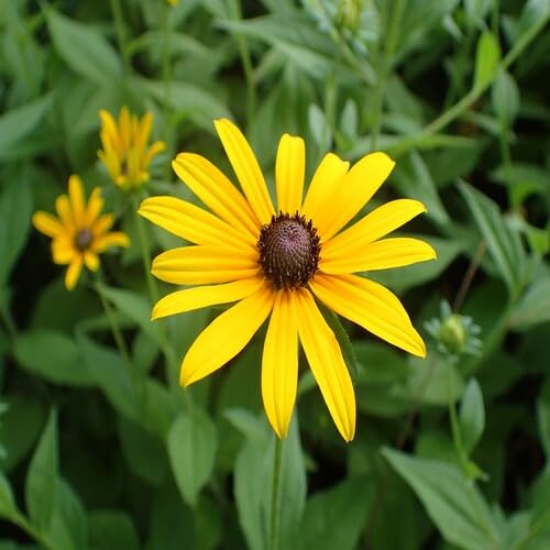 Giant Rudbeckia Flower - Heirloom, Non - Gmo Seeds