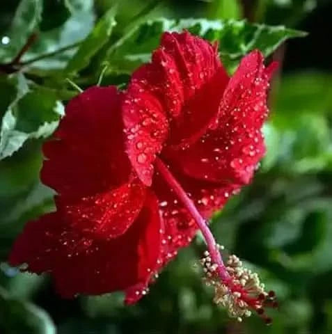 Hibiscus Flower Red Easy Grow Plant Seeds