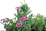 Chinese Pinks (Dianthus chinensis) seeds for garden planting