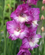 White Purple Gladiolus Flower Seeds – Heirloom, Non-GMO, for Colorful Garden Planting seeds for planting in home garden