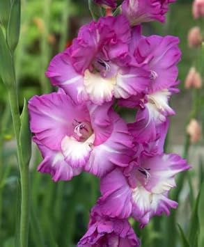 White Purple Gladiolus Flower Seeds – Heirloom, Non-GMO, for Colorful Garden Planting seeds for planting in home garden