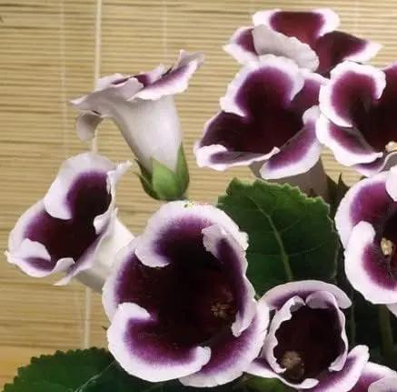 Black White Gloxinia Flower Seeds for Garden - NON GMO Seeds Dhara Seeds