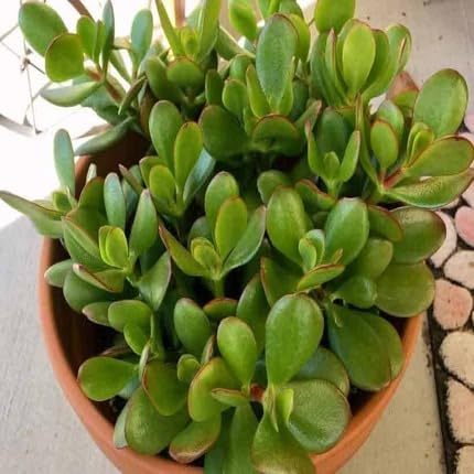 Green Crassula Ovata - Heirloom, Non - Gmo Seeds