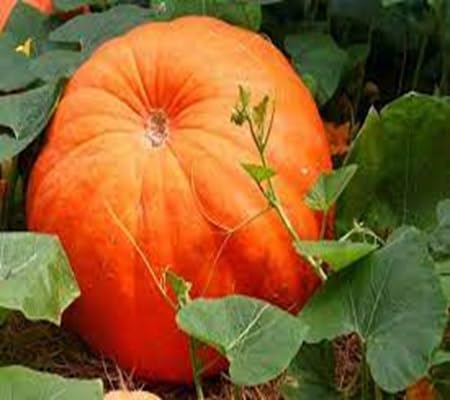 Pumpkin