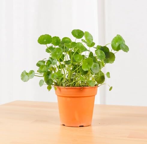 Green Centella - Heirloom, Non - Gmo Seeds