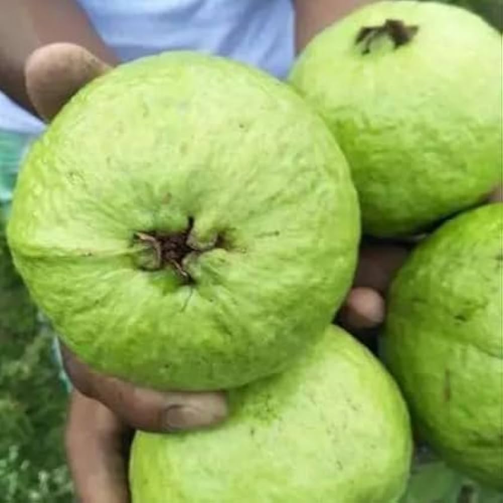 Guava Seeds - Pieces of Tropical Guava Seeds for Fruit and Garden Growing