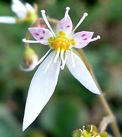 White Saxifraga Flower - Heirloom, Non - Gmo Seeds