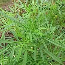 Huacatay Plant Seeds for Planting-Aromatic Herb Gardens and Culinary Use Scientific Name Placeholder for planting in home garden