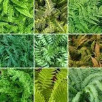 Fern Plant Seeds for Garden Planting - heirloom & Non GMO Seeds Dhara Seeds