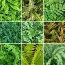 Fern Plant Seeds for Garden Planting - heirloom & Non GMO Seeds Dhara Seeds
