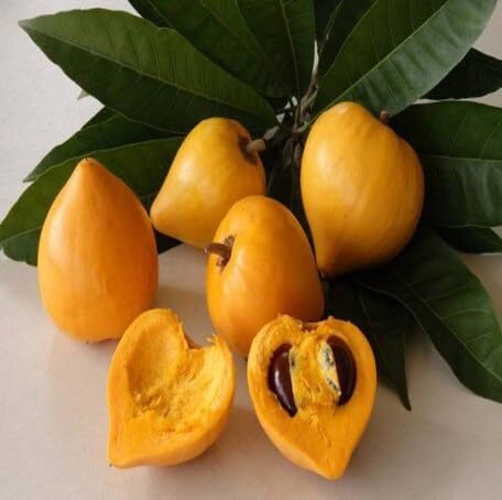 Yellow Lucuma Fruit - Heirloom, Non - Gmo Seeds