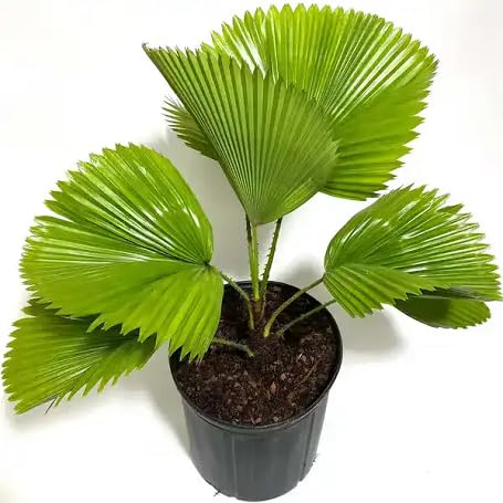 Green Licuala - Heirloom, Non - Gmo Seeds