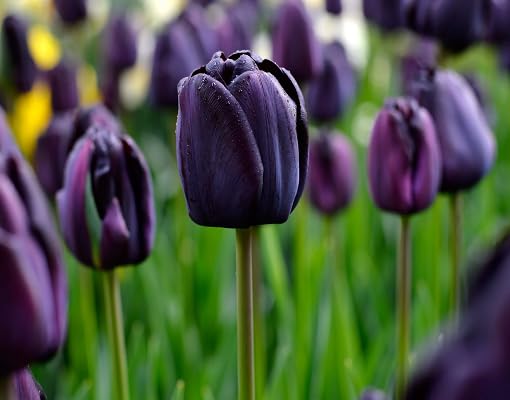 Brown Tulip Flower - Heirloom, Non - Gmo Seeds