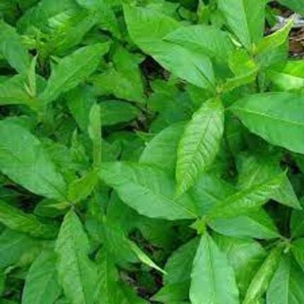 Green Anamu - Heirloom, Non - Gmo Seeds