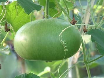 Bushel Pumpkin Heirloom Non Gmo Image