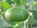 Bushel Pumpkin Heirloom Non Gmo Image