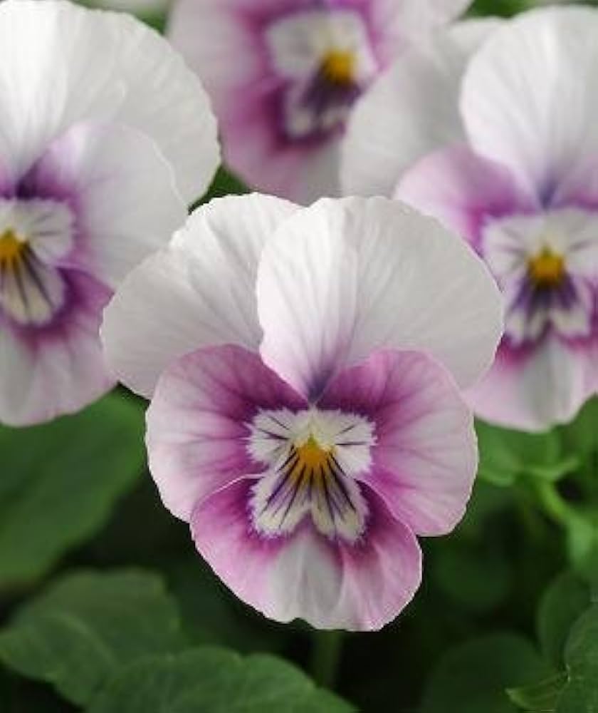Viola Sorbet XP Rosa Halo flower seeds for elegant pink blooms