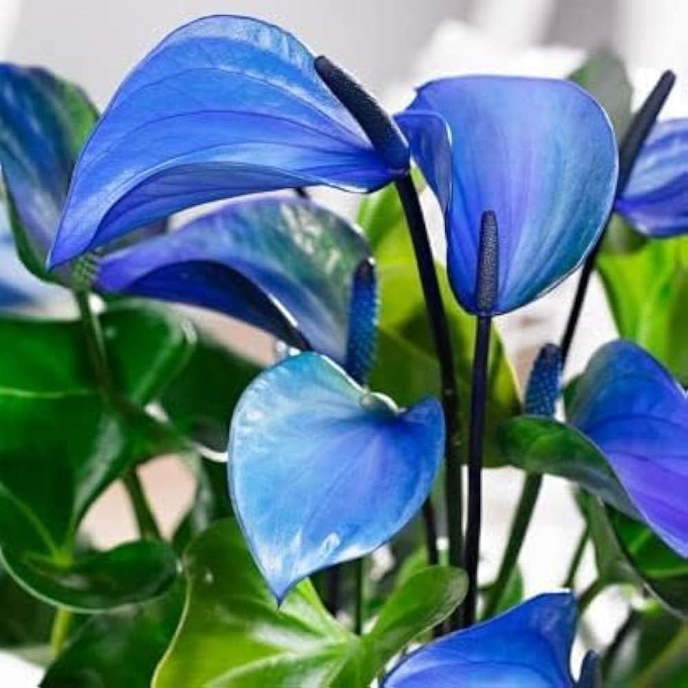 Blue Anthurium Rare Exotic Flowering Seeds For Planting