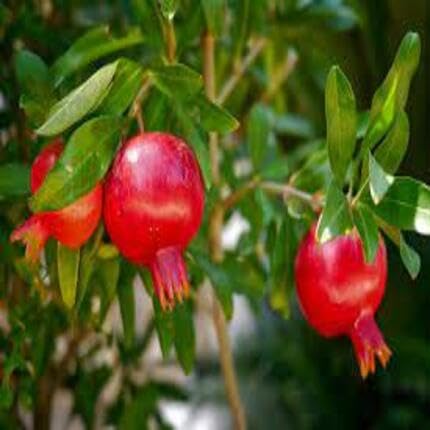 Red Pomegrante Fruit - Heirloom, Non - Gmo Seeds