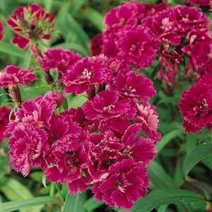 Burgundy Dianthus Flower Seeds for Planting - 100