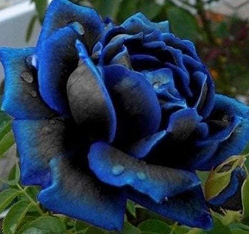 Purple Black Supreme Rose Plant Seeds for Planting Non-GMO Heirloom Garden Seeds for Growing seeds for planting in home garden