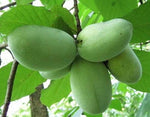 Green banana paw fruit seeds for planting