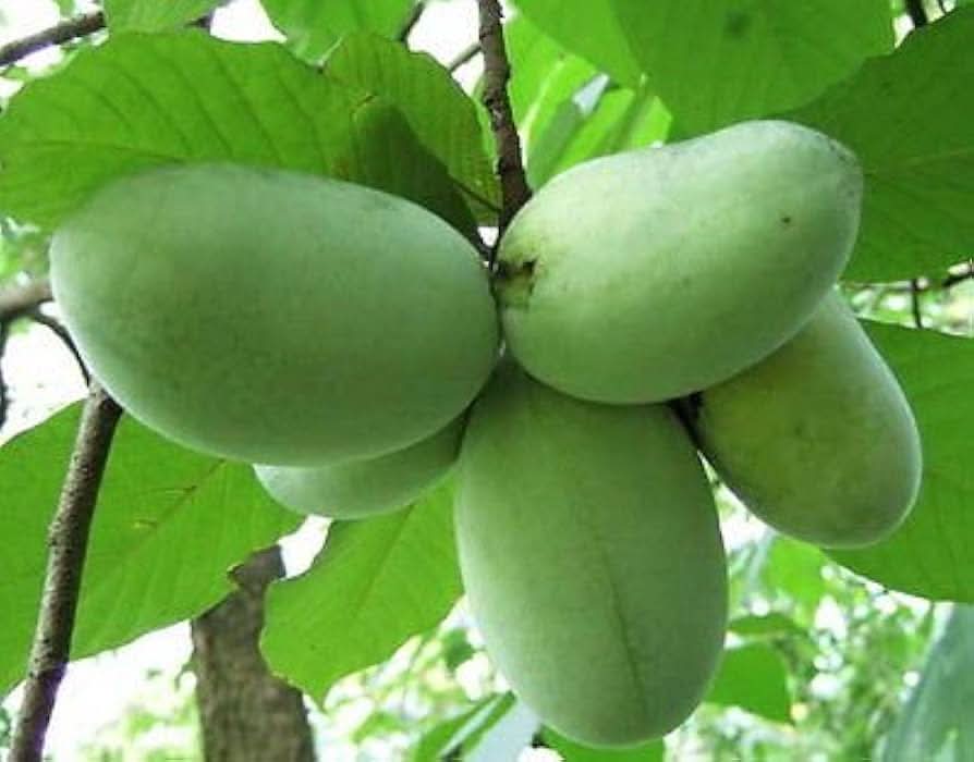 Green banana paw fruit seeds for planting