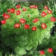 Fern Flower Seeds for Garden Planting - heirloom & Non GMO Seeds Dhara Seeds
