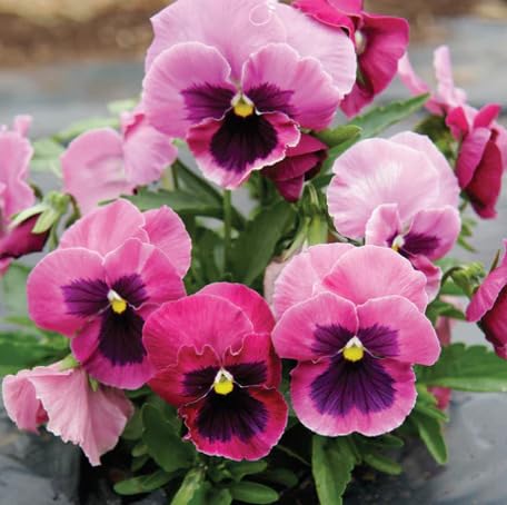 Pink Pansy Flower - Heirloom, Non - Gmo Seeds