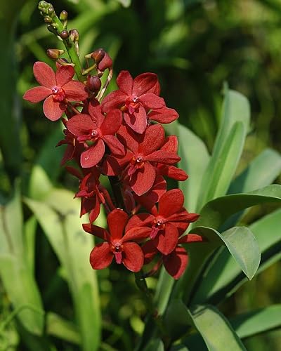 Orchid Flower Growing Red