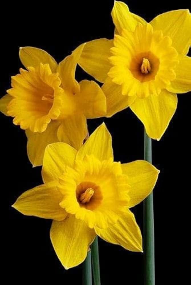 Double Petal Narcissus Aquatic Flower Seeds for Ornamental Pots and Garden Planting