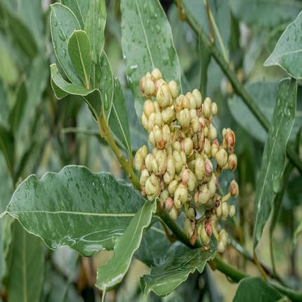 Green Bay Laurel