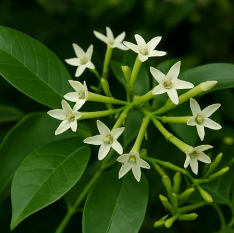 White Cestrum Nocturnum Flower - Heirloom, Non - Gmo Seeds