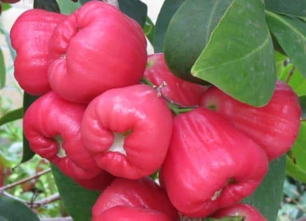 Java Apple (Syzygium samarangense)