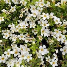 Bacopa Flower Seeds for Planting - 100 pcs