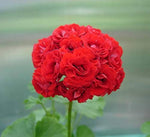 Rare Geranium (Pelargonium spp.) bonsai seeds for planting
