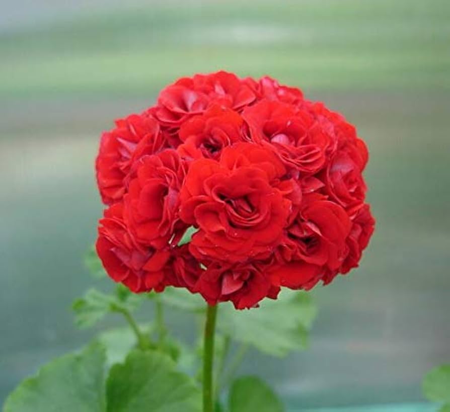 Rare Geranium (Pelargonium spp.) bonsai seeds for planting