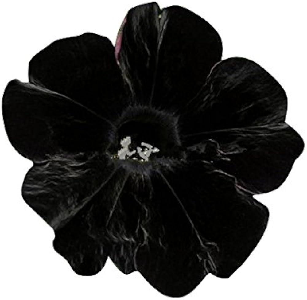 Black Velvet Petunia Seeds, , Hardy Variety