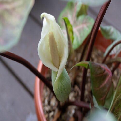 White Caladium Flower - Heirloom, Non - Gmo Seeds