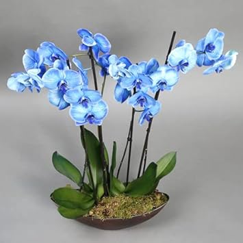 Organic Sky Blue Butterfly Orchid Flower Seeds for Planting – Heirloom, Non-GMO Seeds seeds for planting in home garden