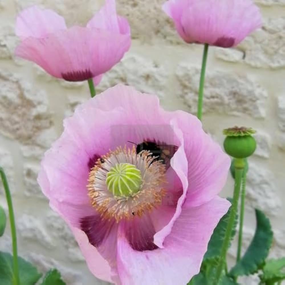 Blooming Poppy Seeds ( , Petal Flowers, DIY Garden Plants)