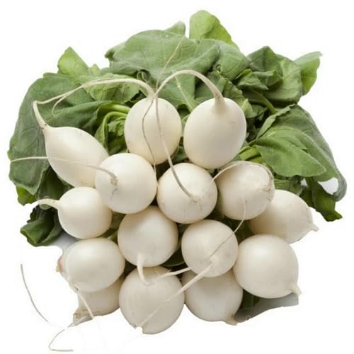 White Radish - Heirloom, Non - Gmo Seeds