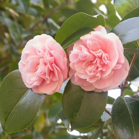 Pink Camellia Flower - Heirloom, Non - Gmo Seeds
