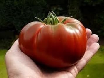 Red Tomato Heirloom Non Gmo Image