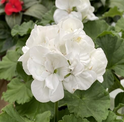 White Geranium Flower