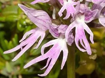 Orchis Italica Flower Seeds for Planting - 100 seeds for planting in home garden