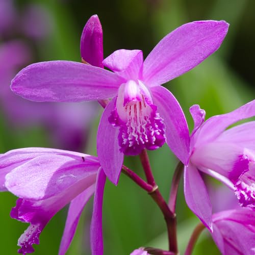 Pink Bletilla Flower