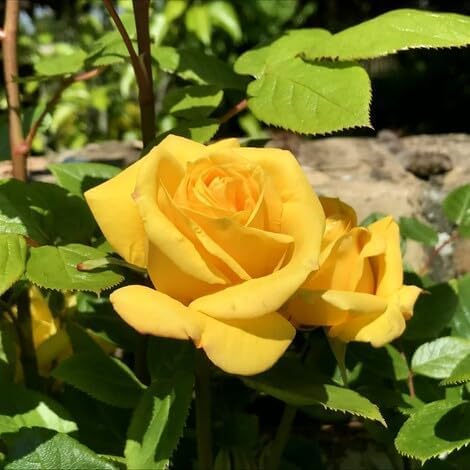 Yellow Climbing Rose Flower - Heirloom, Non - Gmo Seeds
