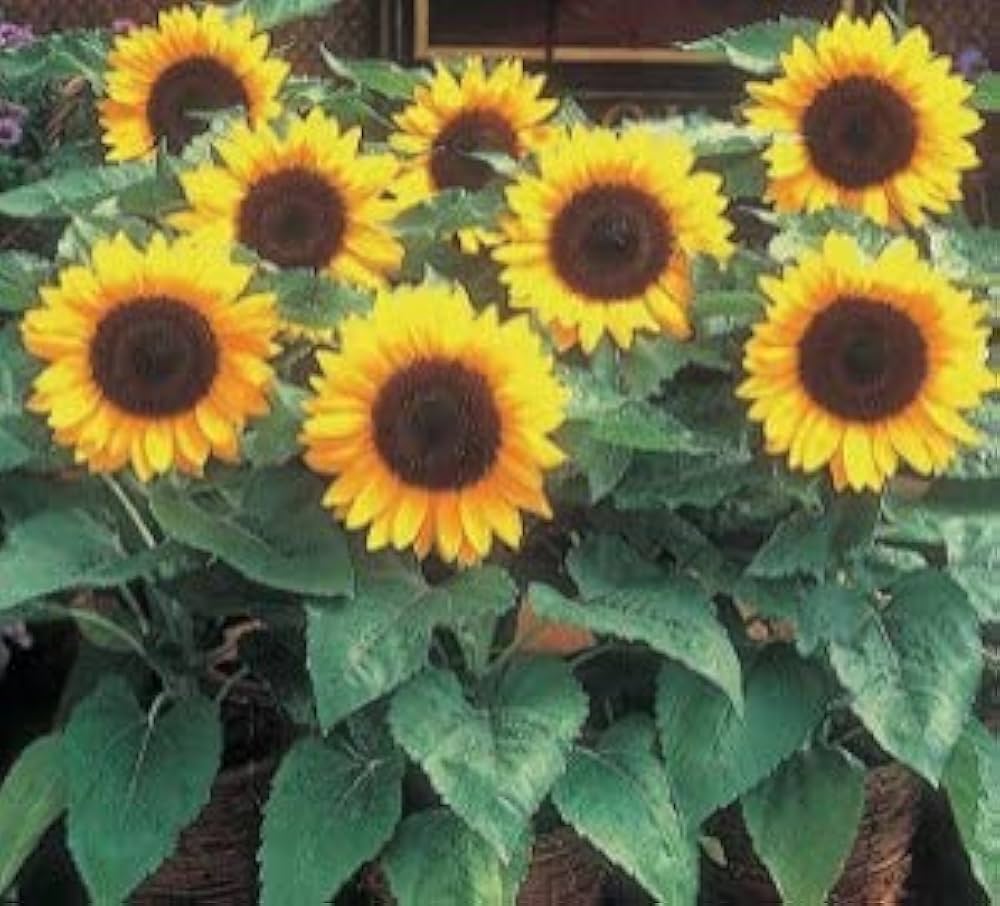 Sunflower Helianthus Annuus Fortune Flower Seeds for Planting – Great for Backyard Gardening and Pollinator Gardens